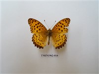 藏品(斐豹蛺蝶)的圖片